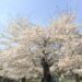 埼玉桜の花見名所　長瀞の食事や駐車場は？歩いて回れるの？