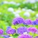 6月おすすめ埼玉の花名所　紫陽花とショウブが有名なスポット5選