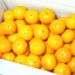 美味しいみかんの選び方は2つのポイントだけ！箱買いならもっと簡単！
